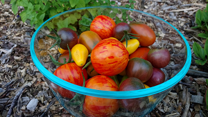Plate-bande comestible 2 (vignette)